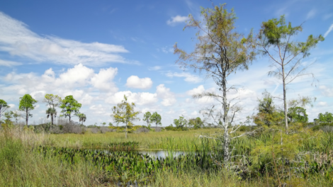 article image - GUEST COMMENTARY 1